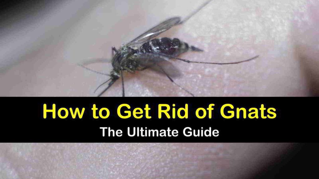 How to Get Rid Of Gnats